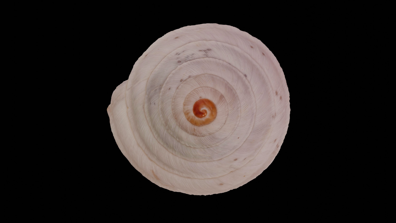 Trichoidea elegans